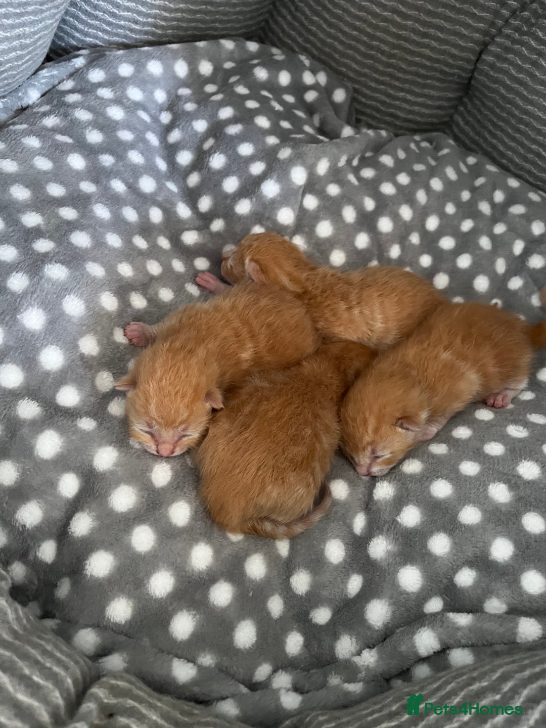 Mixed Breed cats for sale: 3 ginger kittens 🐈 - Image 2