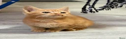 Domestic Shorthair cats for sale: 💙🐈 Two beautiful ginger boys 🐈💙  - Advert 9
