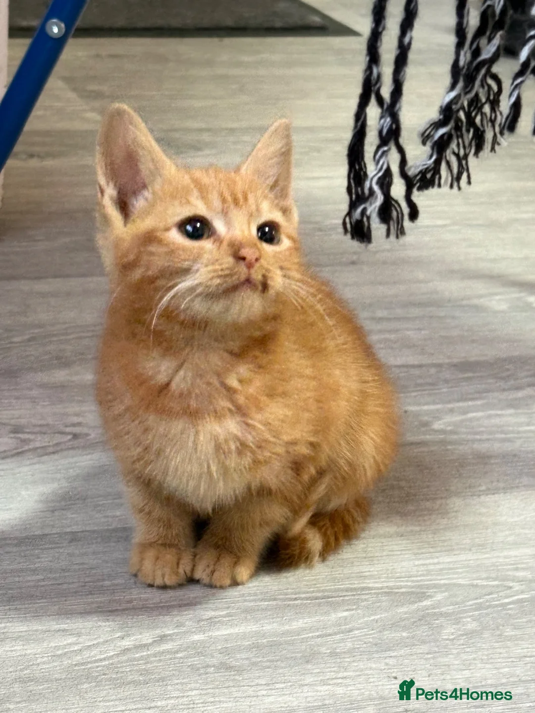Domestic Shorthair cats for sale: 💙🐈 Two beautiful ginger boys 🐈💙  - Advert 9
