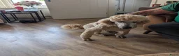Standard Poodle dogs for stud: Standard Poodle for stud in Middlesbrough - Advert 5