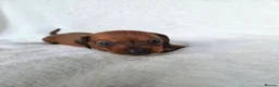 Miniature Dachshund dogs for sale: Miniature Dachshund Puppies - Advert 8