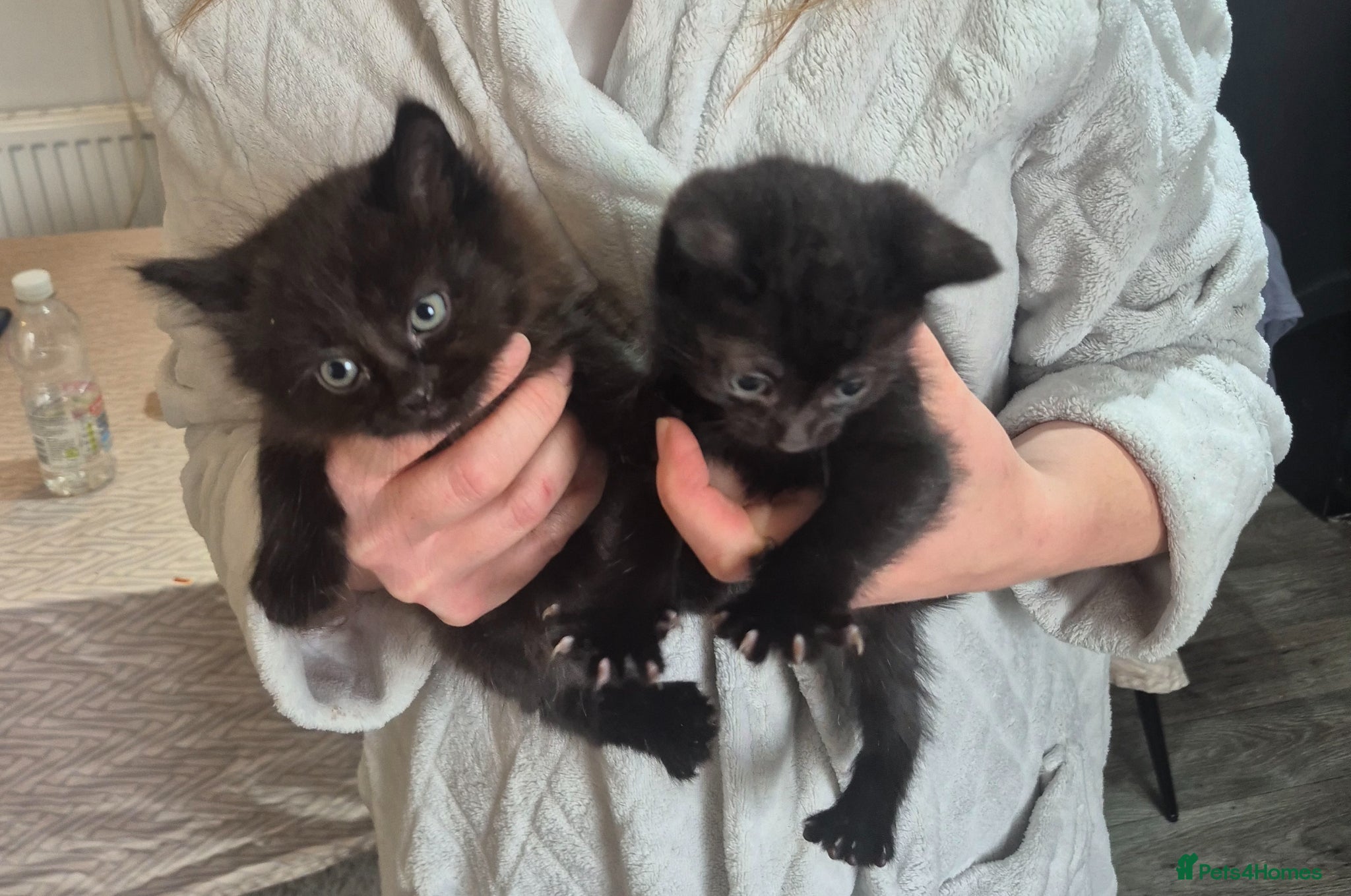 Mixed Breed cats Kittens for sale - Advert 10
