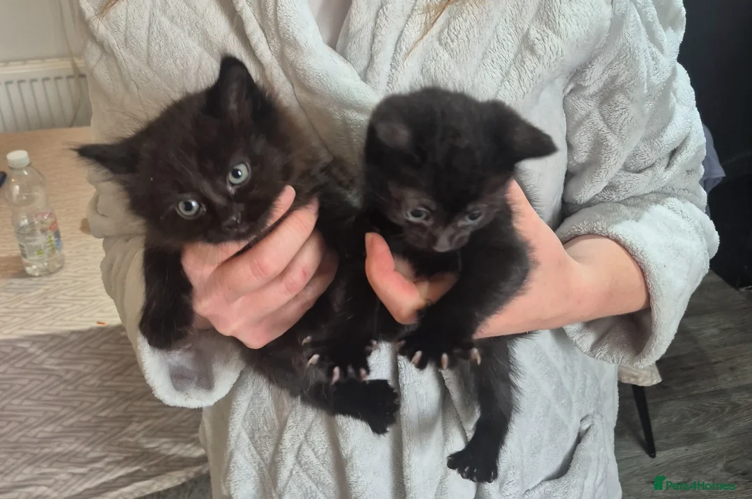 Mixed Breed cats for sale: Kittens for sale - Advert 2