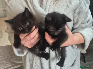 Mixed Breed cats Kittens for sale - Advert 10