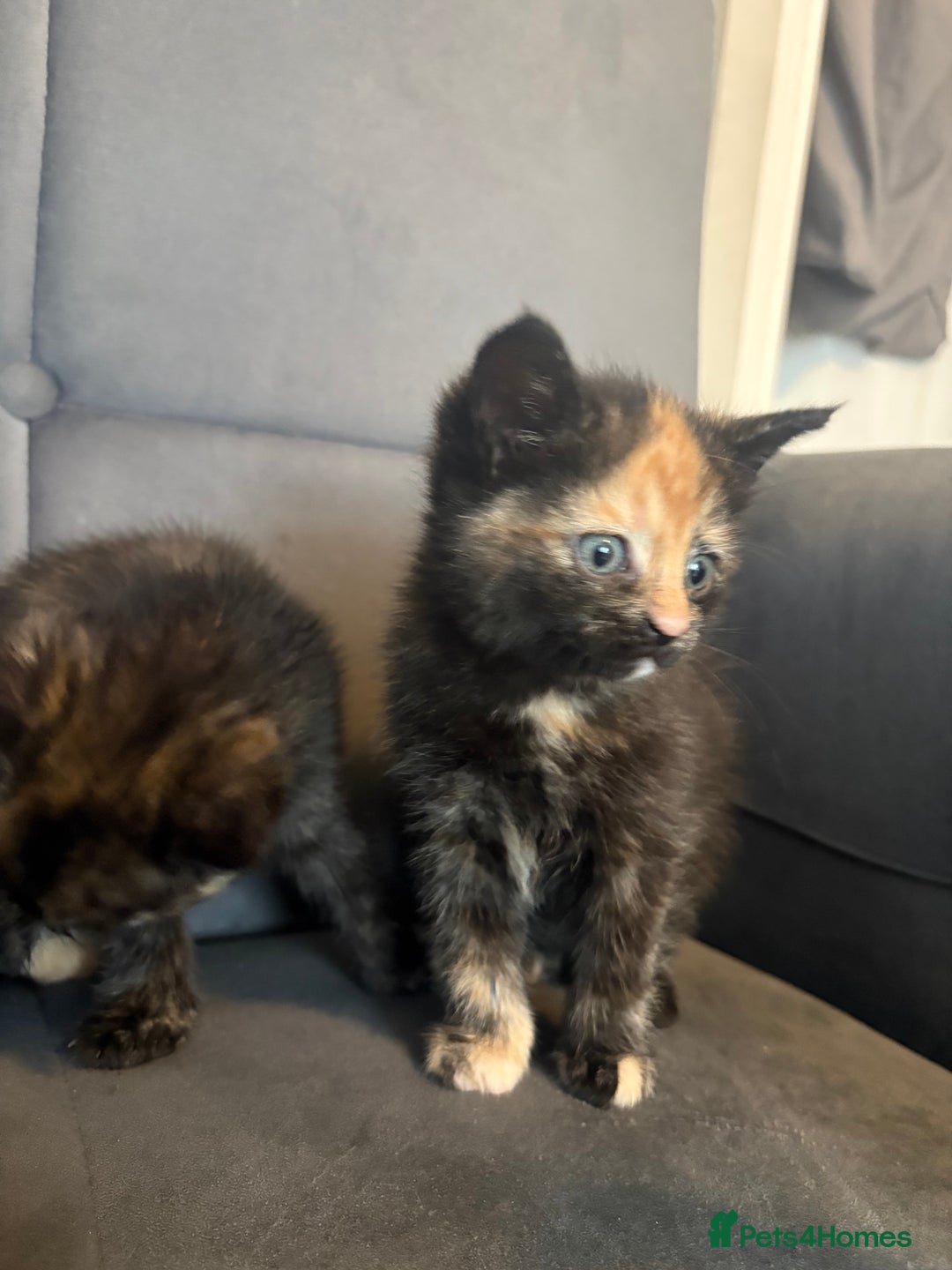 Mixed Breed cats for sale: Beautiful Kittens For sale  - Image 7