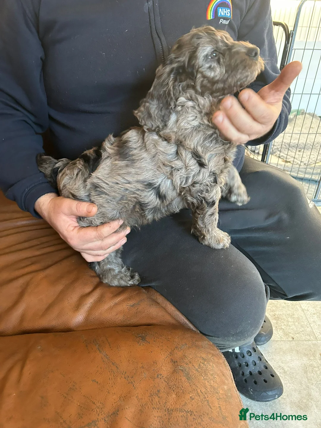 Cockapoo dogs for sale: Cockerpoo / cockapoo - Advert 24