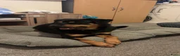 Rottweiler dogs for sale: Loving 4yr Rottweiler girl needs new home - Advert 8