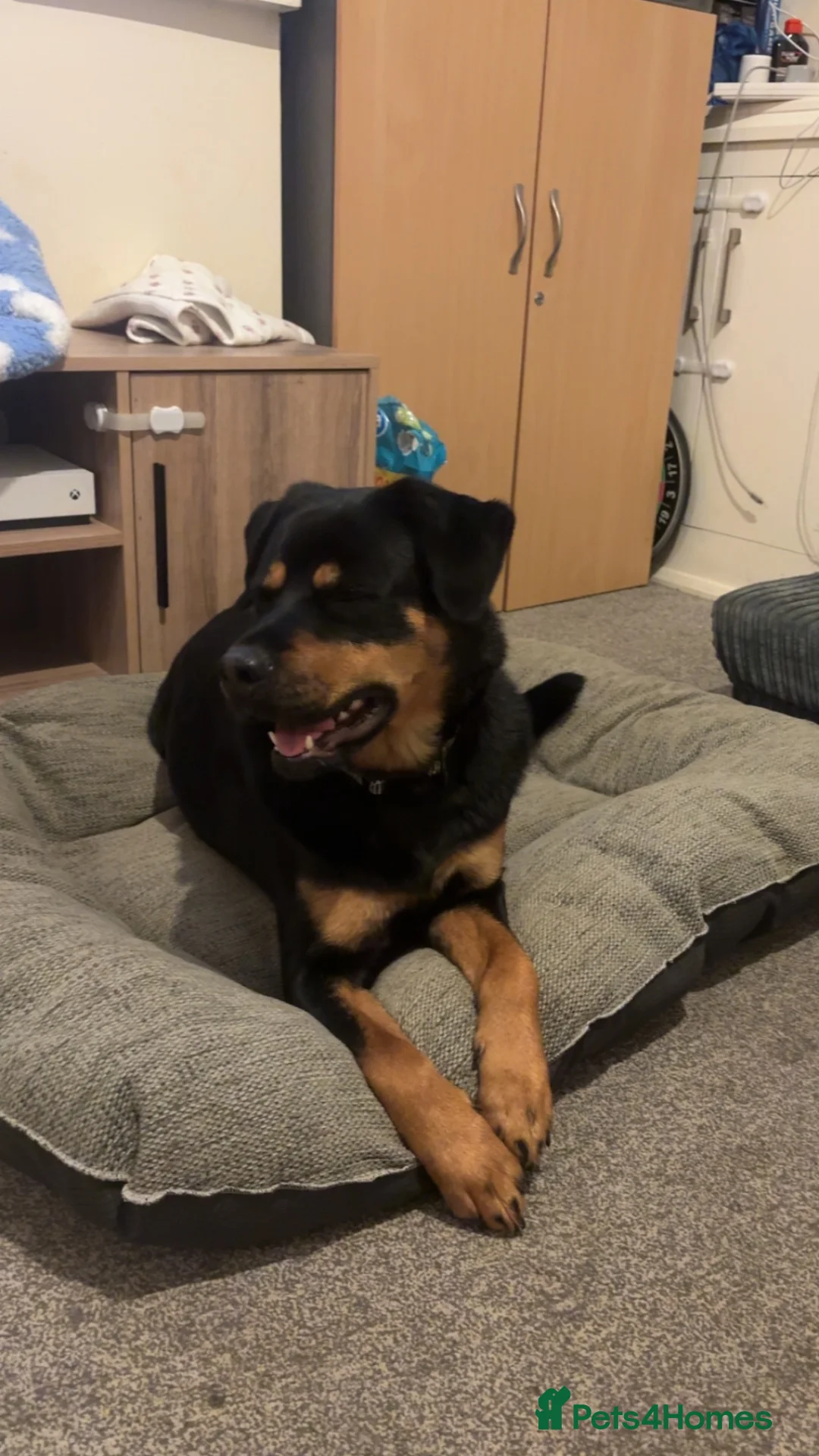 Rottweiler dogs for sale: Loving 4yr Rottweiler girl needs new home - Advert 8