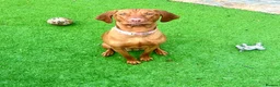 Hungarian Vizsla dogs for sale: 2 year old stunning athletic beautiful girl - Advert 1