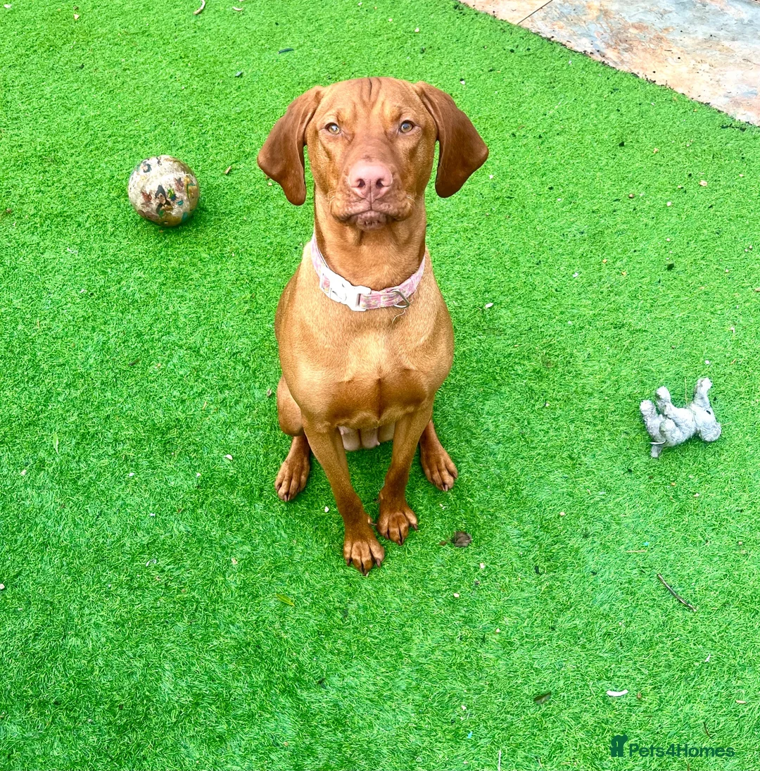 Hungarian Vizsla dogs for sale: 2 year old stunning athletic beautiful girl - Advert 1