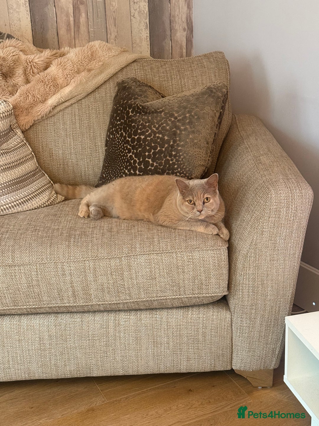British Shorthair cats for sale: Beautiful British Shorthair - Advert 9