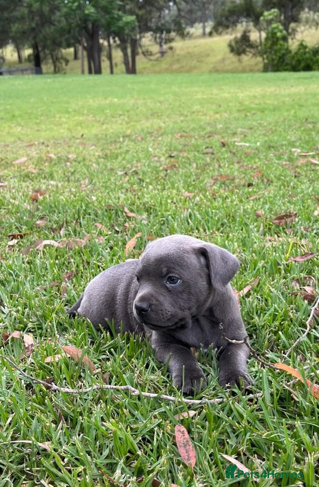 Staffordshire Bull Terrier dogs for sale: Pure English blue Staffy M/F s - Advert 5