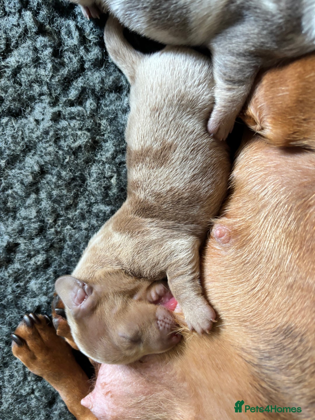 Miniature Dachshund dogs for sale: F Isabelle dapple Mini Dachshund   - Image 5