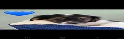 Jack Russell dogs for sale: Stunning jack russell puppies  in Reading - Advert 8