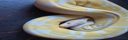 Python Snake reptiles for sale: Various ball pythons  - Advert 6