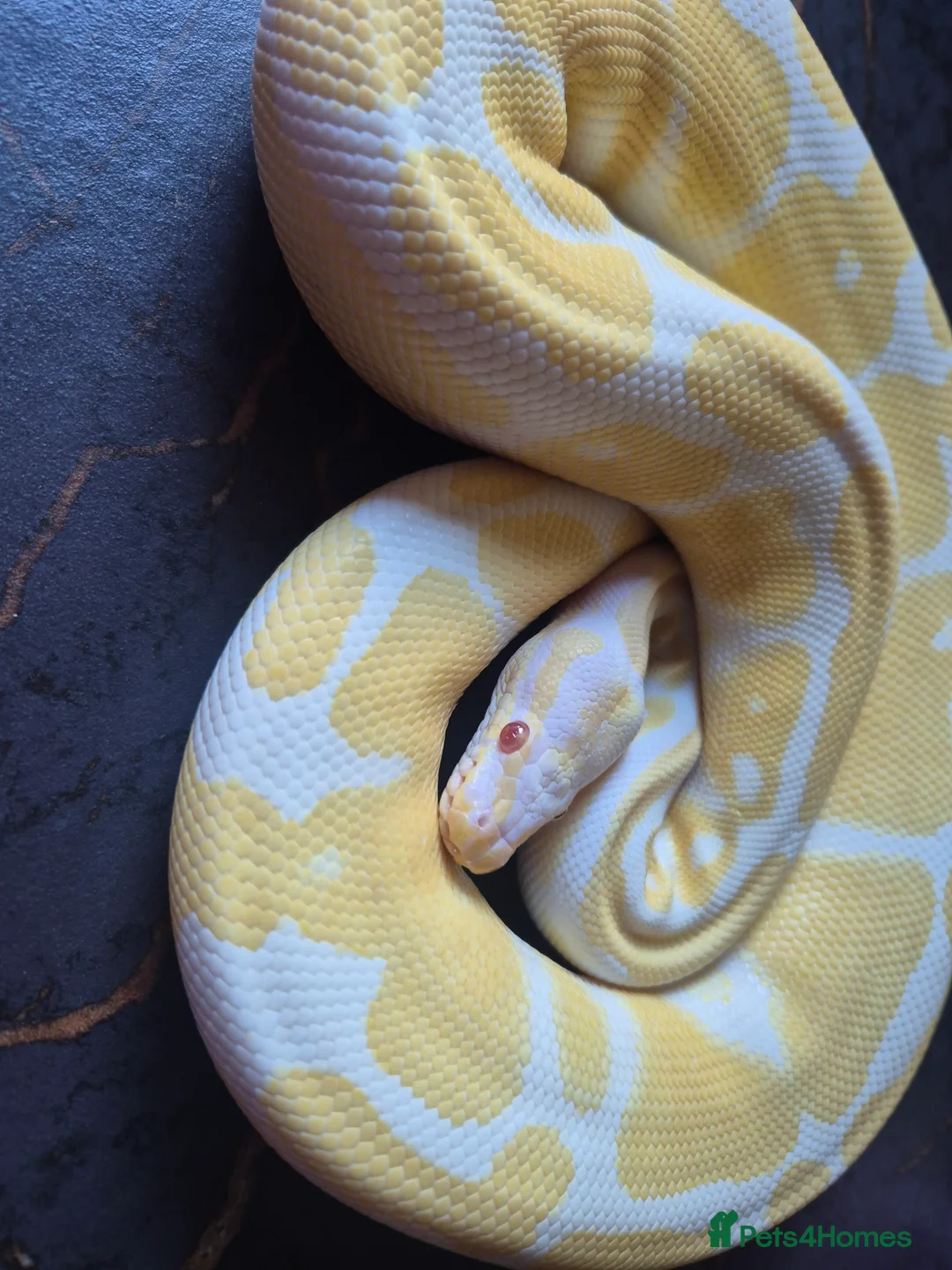 Python Snake reptiles for sale: Various ball pythons  - Advert 6