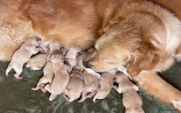 Golden Retriever dogs for sale: Quality Litter Of KC Reg Golden Retriever Puppies  - Image 40