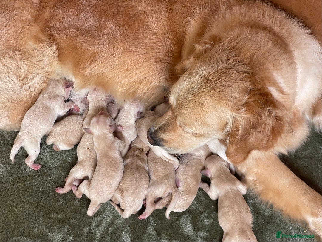 Golden Retriever dogs for sale: Quality Litter Of KC Reg Golden Retriever Puppies  - Image 40