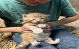 British Shorthair cats for sale: Beautiful litter of adorable kittens - Image 9