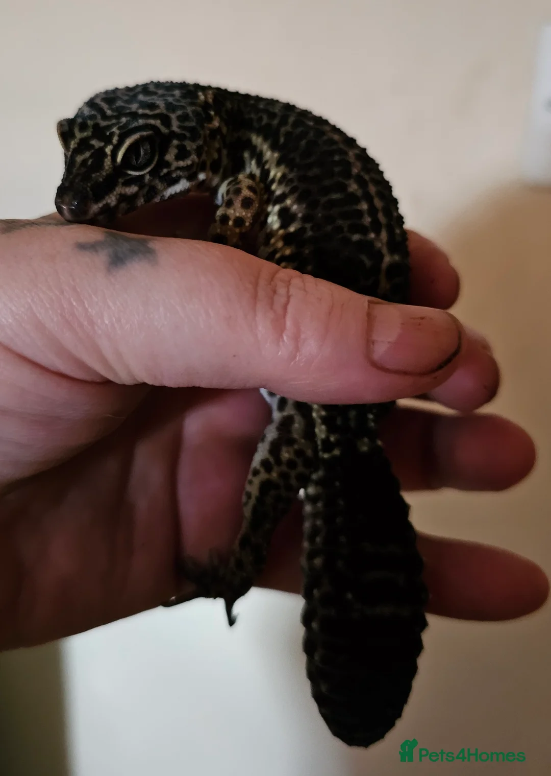 Leopard Gecko reptiles for sale: Proven pair of BLack night leopard geckos  - Advert 3