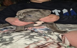 Olde English Bulldogge dogs for sale: Olde English bulldog puppies ready to leave  - Advert 7