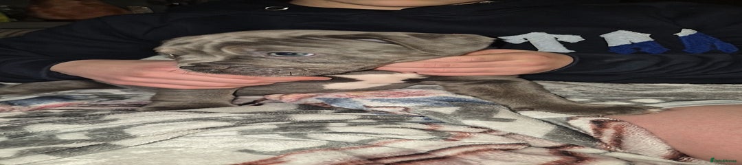 Olde English Bulldogge Puppy 4