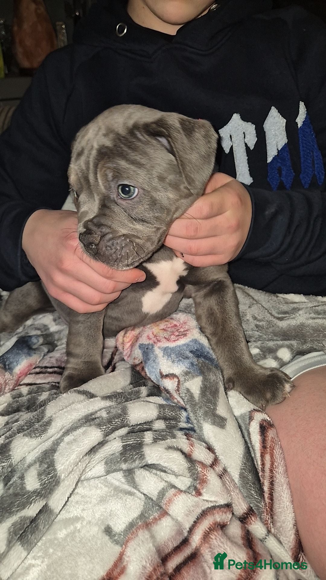 Olde English Bulldogge dogs for sale: Olde English bulldog puppies ready to leave  - Advert 7