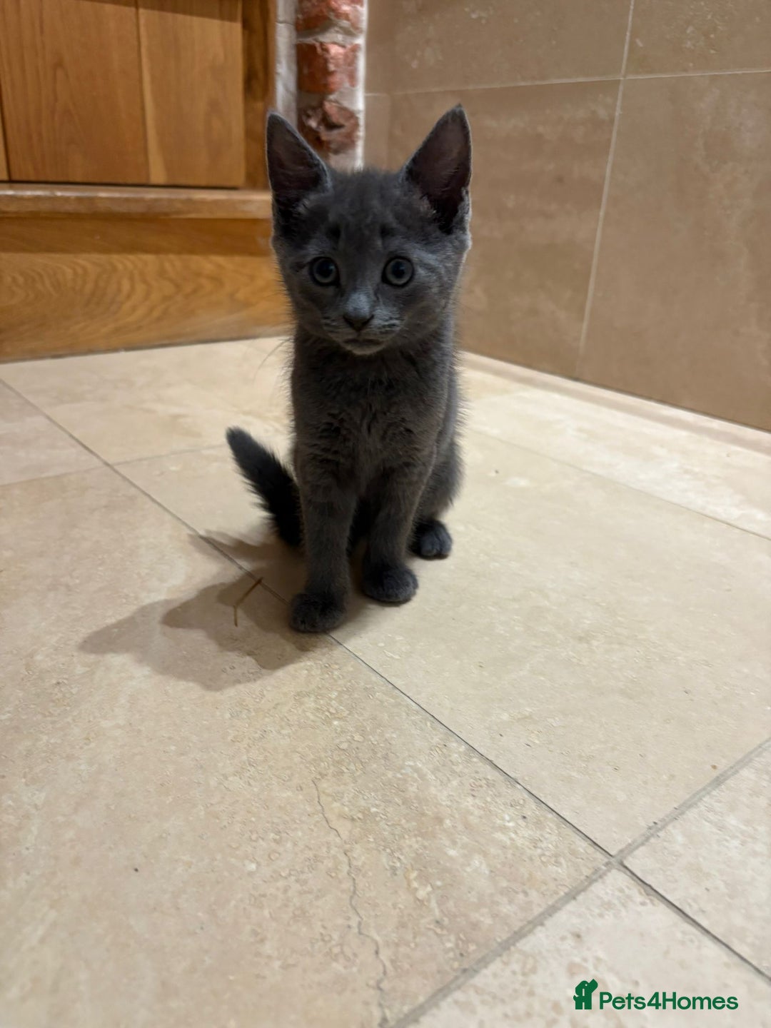 British Shorthair cats for sale: Kittens for sale - Image 2