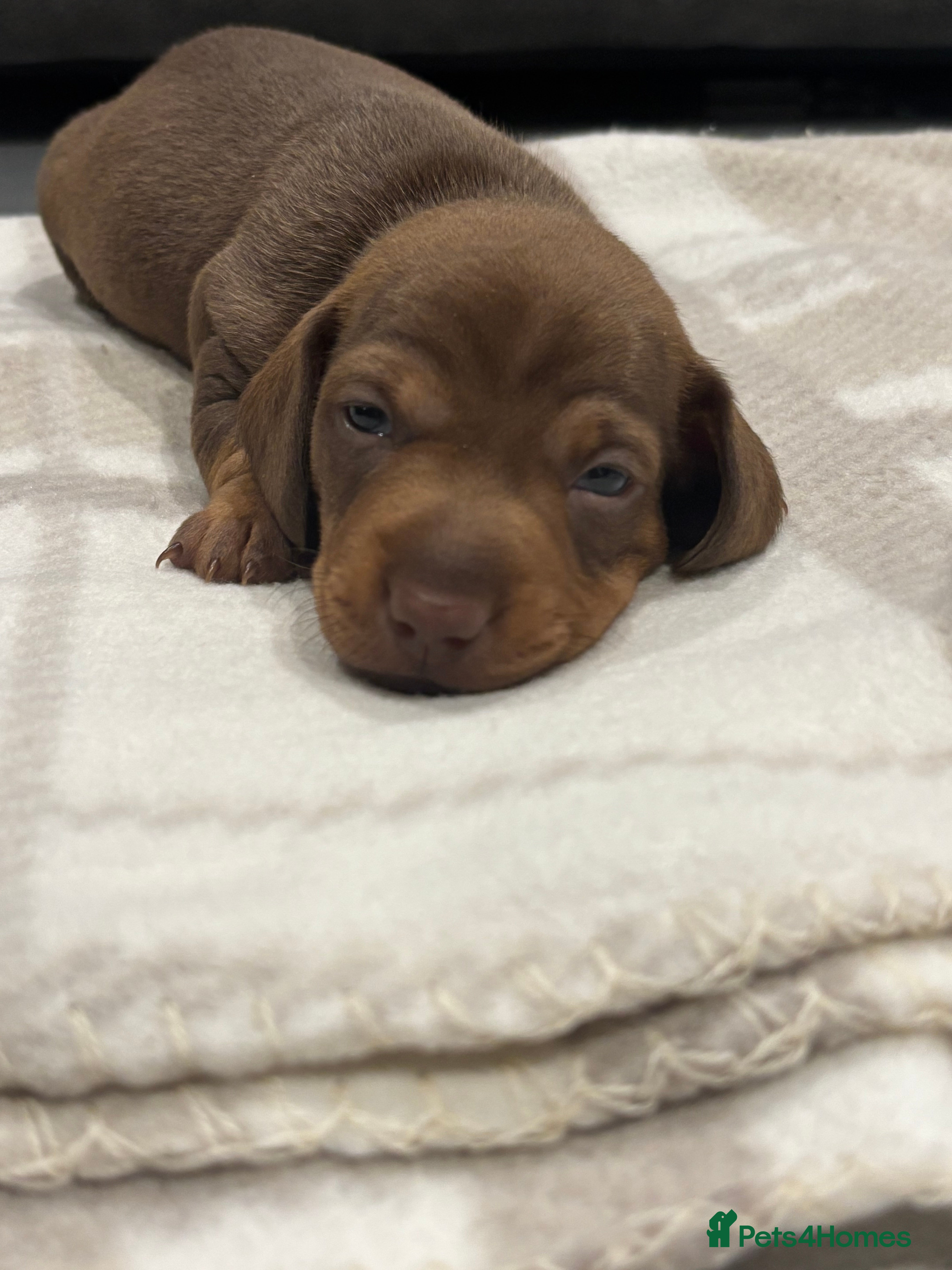 Miniature Dachshund dogs Miniature dachshund  - Advert 1