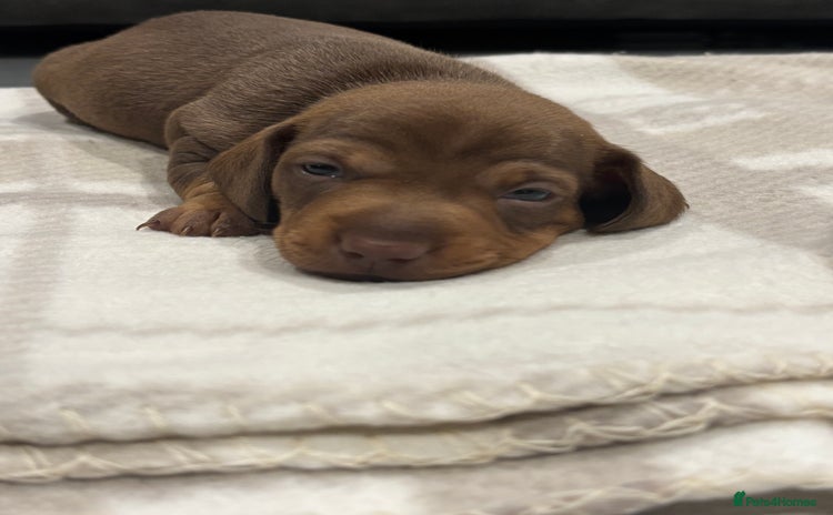 Miniature Dachshund dogs Miniature dachshund  - Advert 7