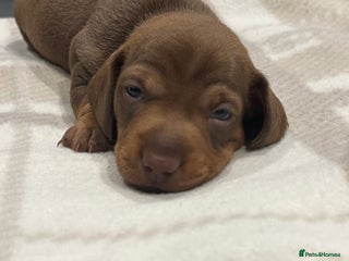 Miniature Dachshund dogs Miniature dachshund - Advert 8