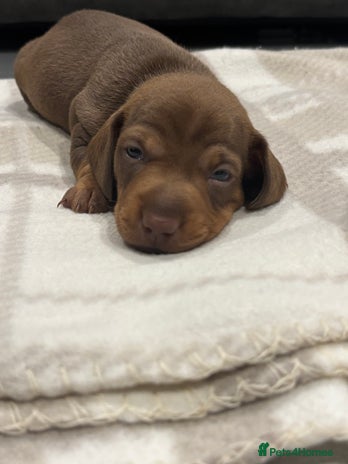 Miniature Dachshund dogs Miniature dachshund - Advert 7