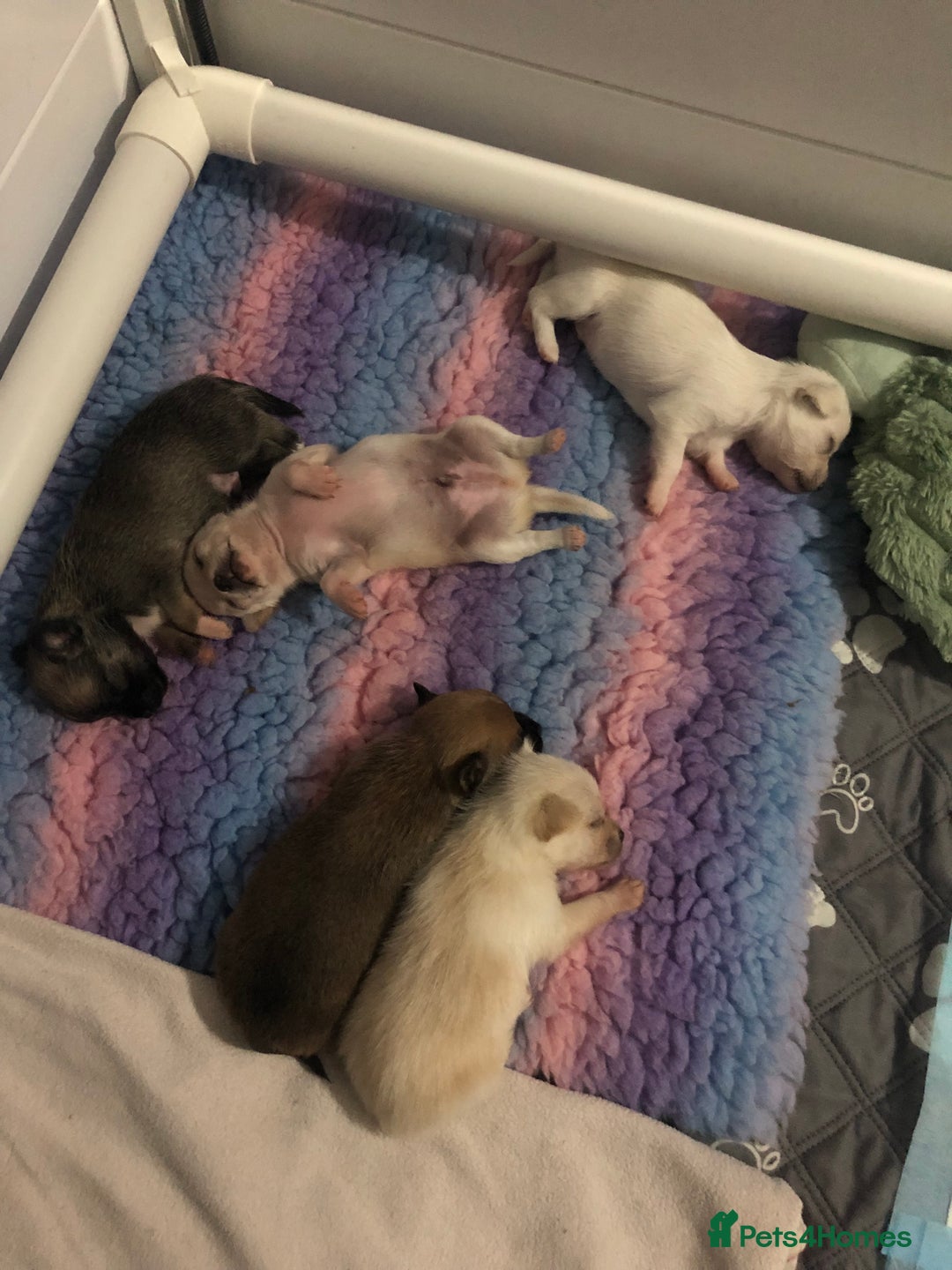 Pomchi dogs for sale: 🐾MALE POMCHI PUPPIES🐾 - Advert 25