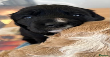 Cocker Spaniel dogs - Advert 2
