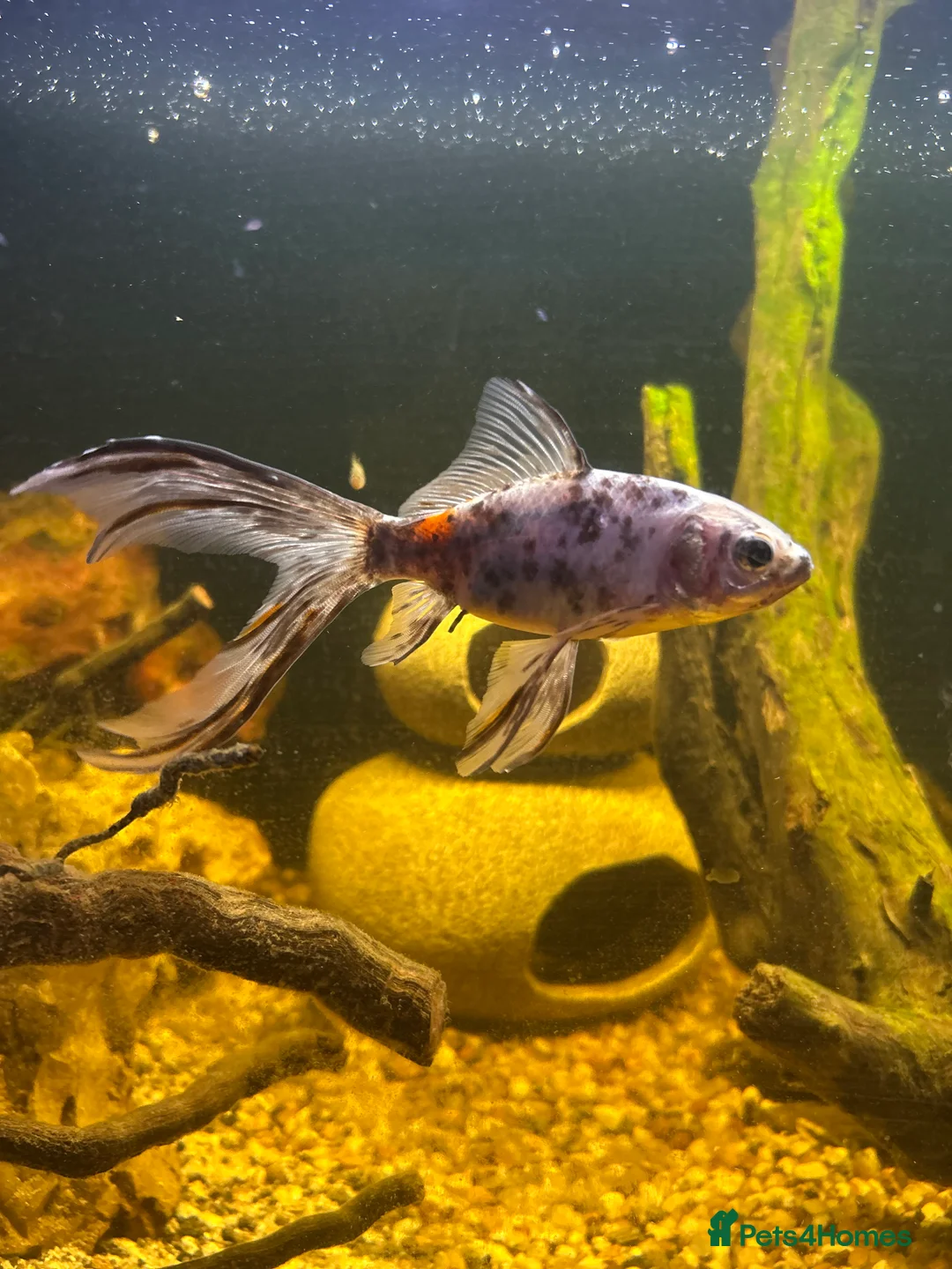 Fancy Goldfish fish for sale: X2 fancy goldfish - Advert 2