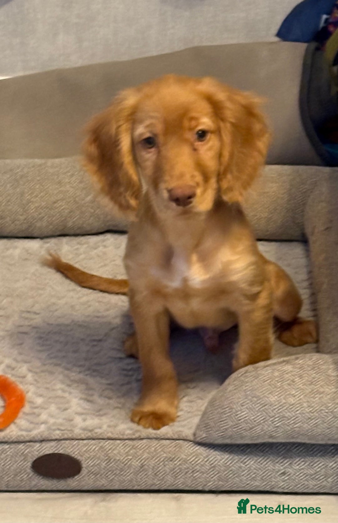 Cocker Spaniel dogs for sale: READY NOW FULLY VAX RED WORKING COCKER SPANIELS - Advert 8