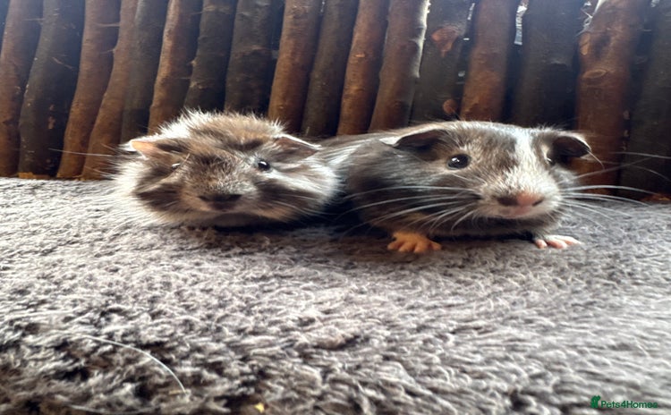 Guinea Pig rodents - Advert 18