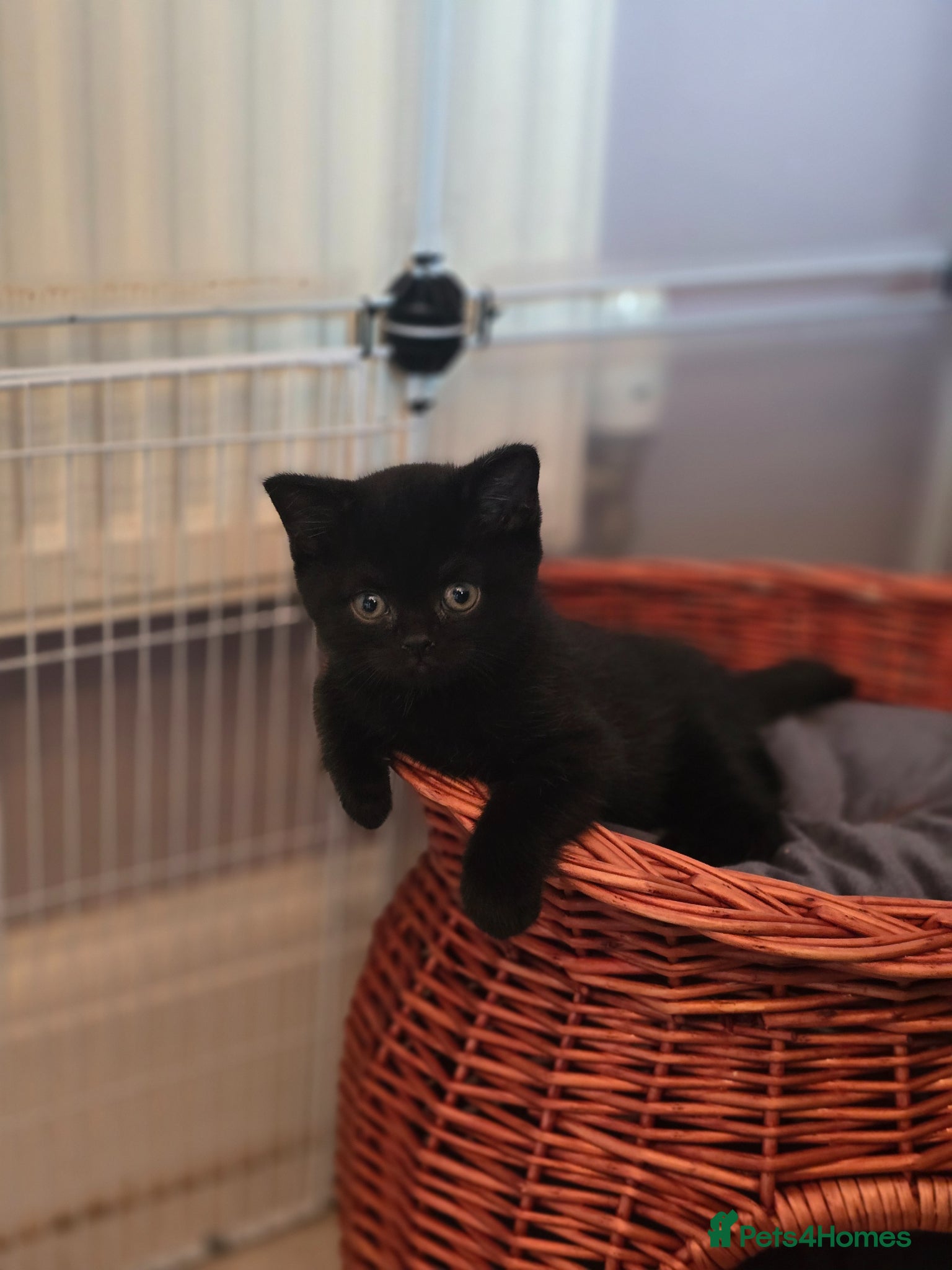 British Shorthair cats Beautiful kittens looking forever home 🏡 😍  - Advert 1