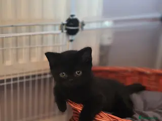 British Shorthair cats Beautiful kittens looking forever home 🏡 😍 - Advert 3