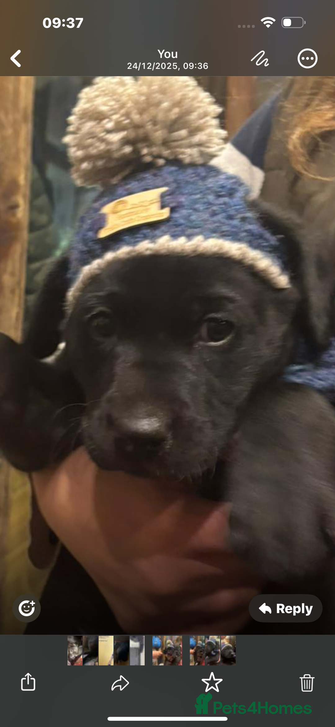 Labrador Retriever dogs for sale: Male Black Labrador Puppy - Advert 4