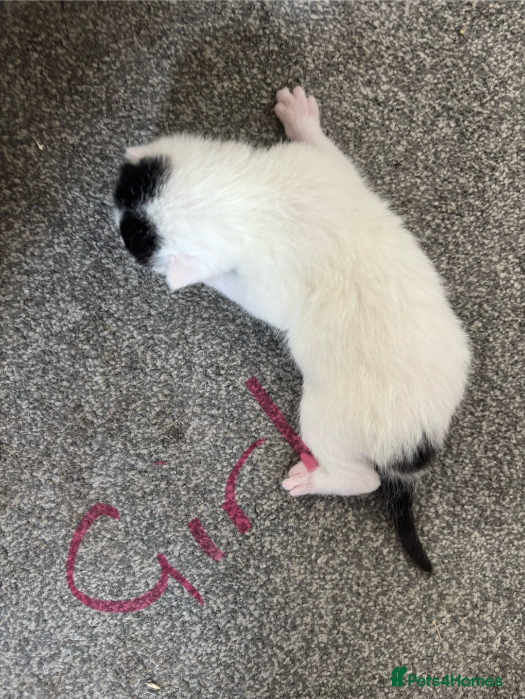 Mixed Breed cats for sale: Three beautiful kittens 2 boys 1 girl  - Image 7