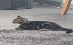 Mixed Breed cats for sale: ******s - Image 5