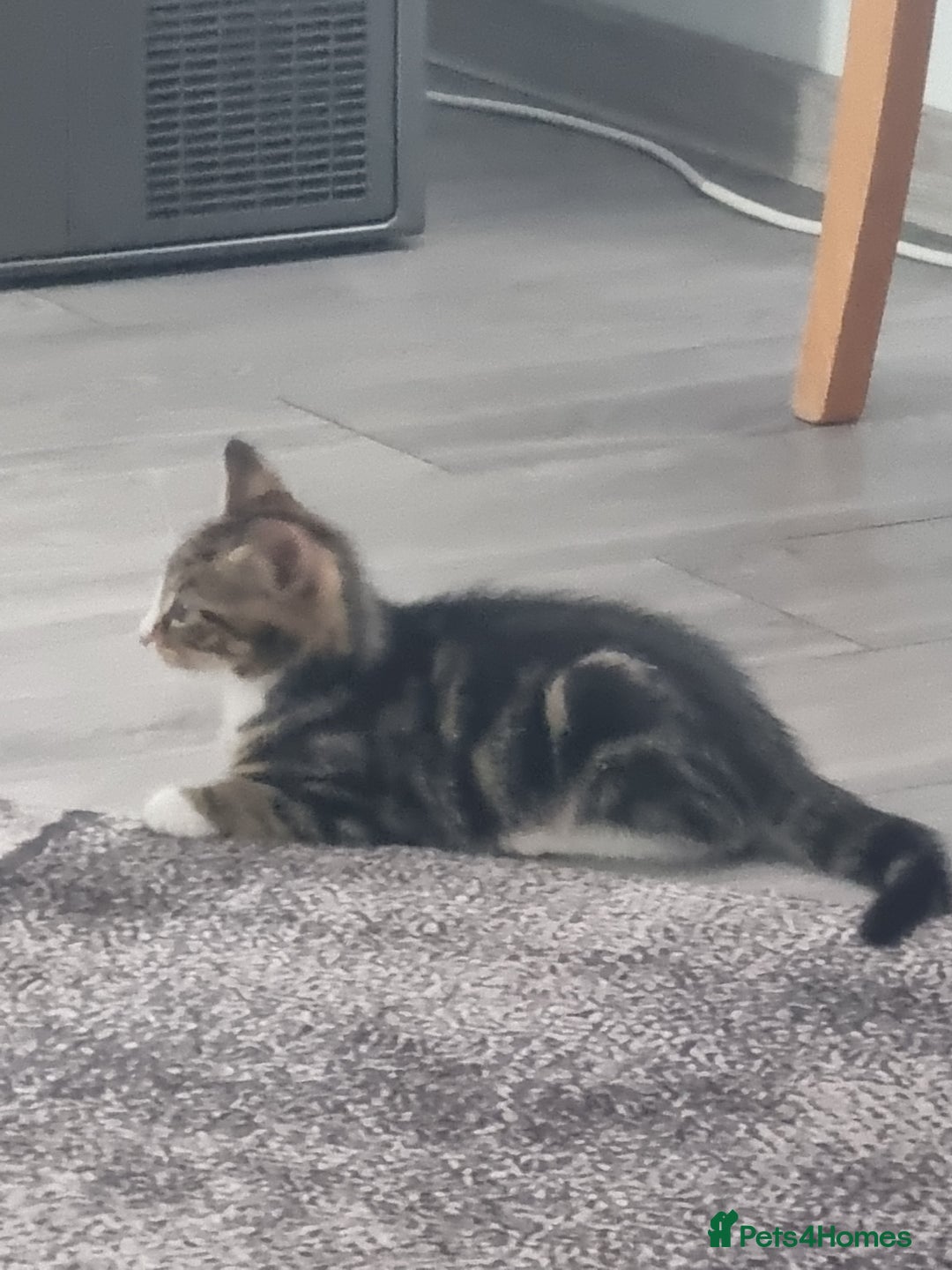 Mixed Breed cats for sale: ******s - Image 5