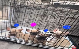 French Bulldog dogs for sale: 4 beautiful ** frenchies  - Image 1