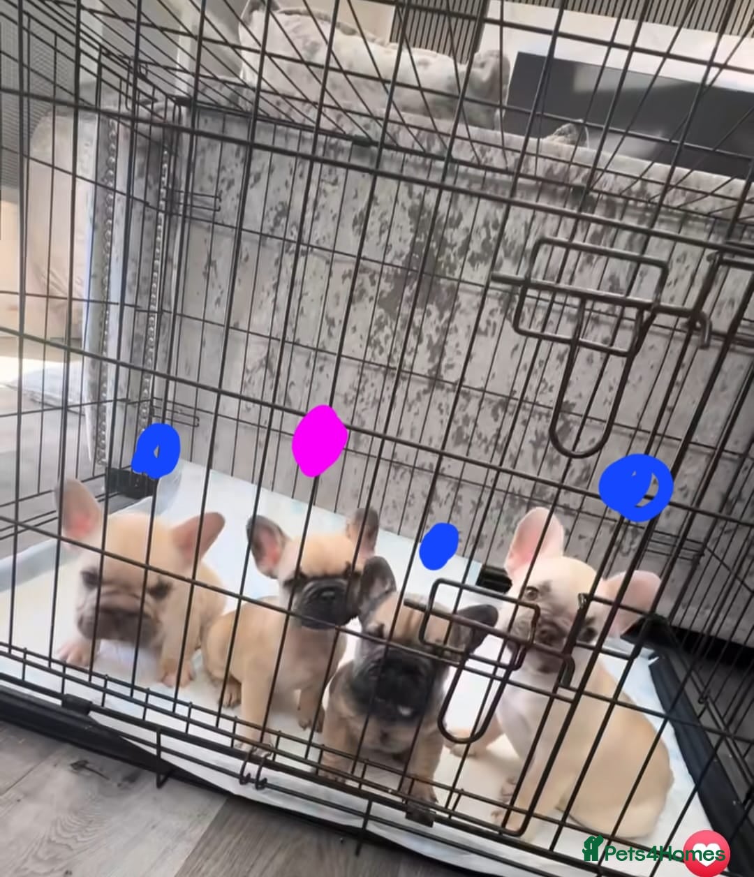 French Bulldog dogs for sale: 4 beautiful ** frenchies  - Image 1