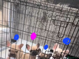 French Bulldog dogs - Advert 15