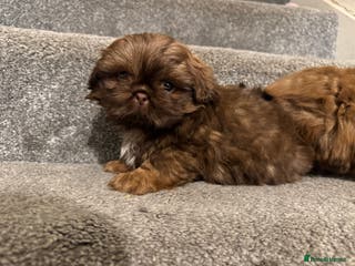 Shih Tzu dogs Chocolate imperial shihtzu puppies READY NOW - Advert 1
