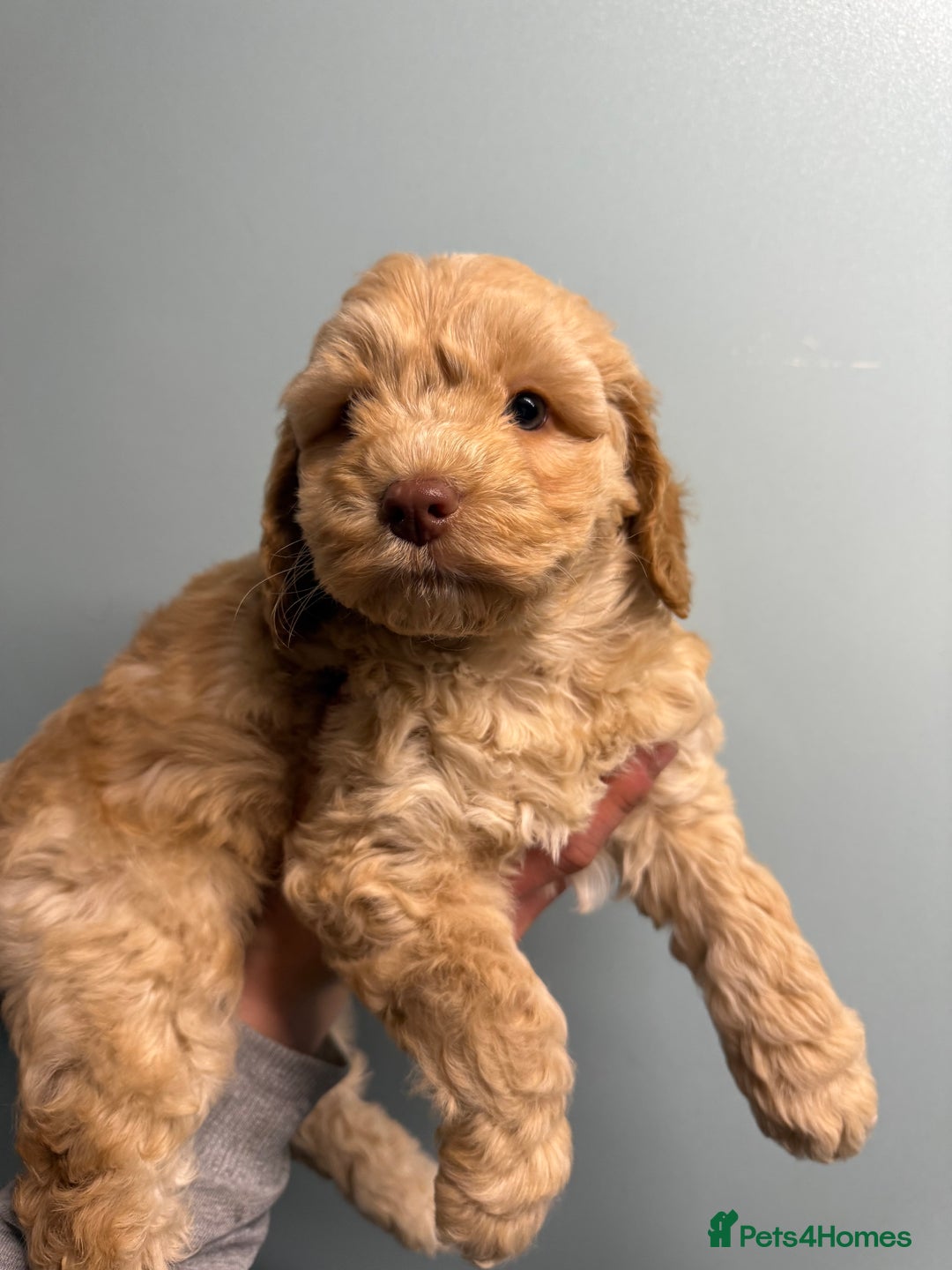 Cockapoo dogs for sale: F1 Cockapoo Boy - Advert 3