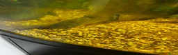 Piranhas fish for sale: Pair of piranhas and tank for sale  - Advert 4