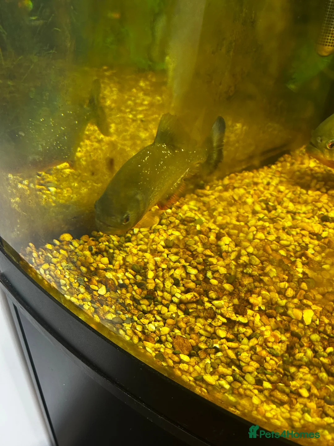 Piranhas fish for sale: Pair of piranhas and tank for sale  - Advert 4